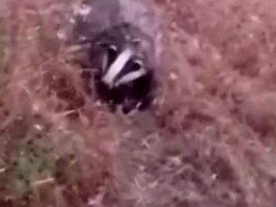 Batman'da nesli tükenme tehlikesi altındaki porsuk görüntülendi