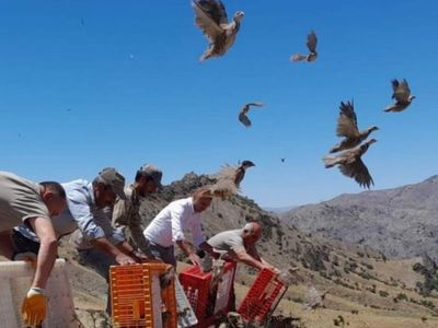 Bayburt'ta kınalı keklikler özgürlüklerine kavuştu! Bin adet kınalı keklik doğaya salındı