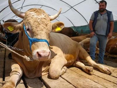 Bayrama günler kala beklenmedik hamle: Kurbanlık fiyatları değişti!