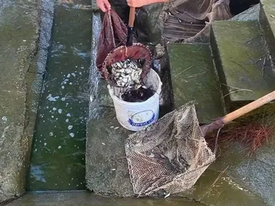 İpsala'dan suya karışan 2 milyon yavru sazan, bölgeye can katacak