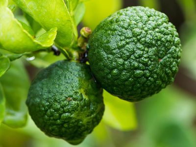 Bergamot Nedir, Faydaları Nelerdir?