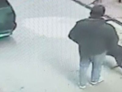 Beyoğlu'da Köpeğin Çalınan Telefonu Yakaladığı Anlar Görüntülendi