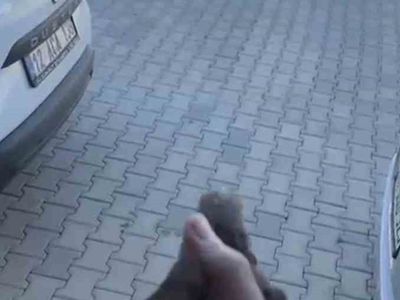 Bingöl'de apartman boşluğuna düşen sığırcık kuşu kurtarıldı