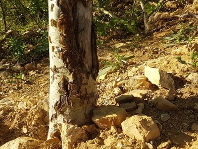 Bingöl’de Tırtıl İstilası Korkuya Yol Açtı