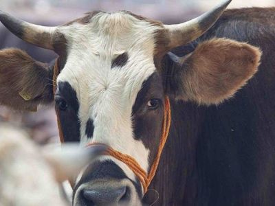 Bir kurbana en fazla kaç kişi ortak olabilir, kaç ortakla kurban alınır?