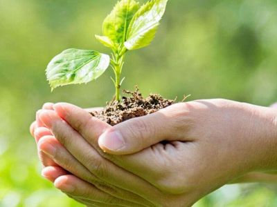 Bitki Koruma DGS 2022 taban puanları ve bölüm kontenjanları