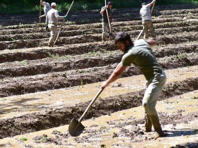 Bitlis'te Çiftçiler Çareyi İmece Usulü Çeltik Ekiminde Buldu
