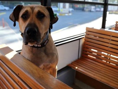 Boji Köpek Nerede, Boji Ne Demek?