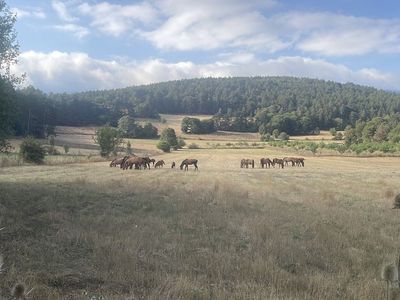 Bolu Dağı'nda Yılkı Atları Taylarıyla Görüntülendi
