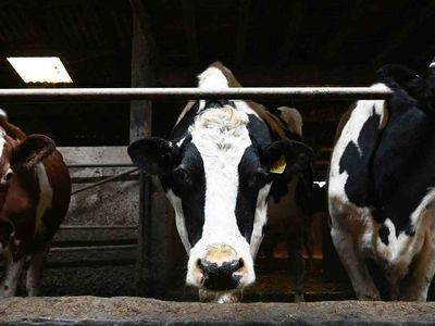 Bolu kurbanlık fiyatları ne kadar? 2022 Bolu büyükbaş, küçükbaş kurbanlık hisse fiyatları
