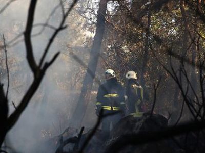 Bolu'da Çıkan Orman Yangını 14 Saatte Söndürüldü