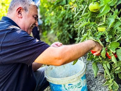 Boyabat Gazidere Domatesinin Hasadı Başladı
