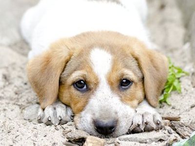 Böyle İnsanlar da Var, Yolda Gördüğü Yaralı Yavru Köpeği Veterinere Yetiştirdi!