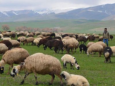 Hayvancılıkla Uğraşanların Yüzü Gülecek: Muş'ta Hayvan Yetiştiricilerine 17 Milyon Lira Destek