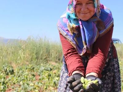 Bu sebzenin fiyatı altın ile eşdeğer! Kurusu ise tam dört katı fiyatında