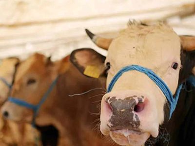 Bu sene kurban fiyatları küçükbaş kurban fiyatı ve büyükbaş kurban fiyatı ne kadar, kaç TL'den başlıyor?