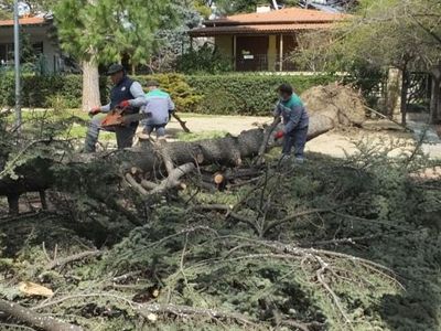 Burhaniye’de Fırtına Nedeniyle Asırlık Ağaç Kökünden Söküldü