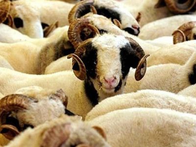 Bursa kurbanlık fiyatları ne kadar? 2022 Bursa büyükbaş, küçükbaş kurbanlık hisse fiyatları