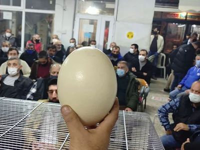 Bursa'da Açık Artırma İle Devekuşu Yumurtası Satıldı!