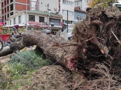 Bursa'da Şiddetli Lodos 270 Yıllık Çınar Ağacını Kökünden Söktü