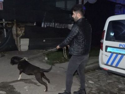Bursa’da Tecavüz Girişiminde Bulunan Adamı Pitbull Yakaladı