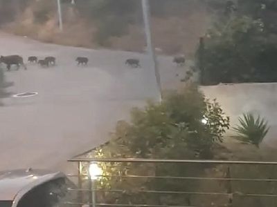 Bursalılar gördüklerine inanamadı! Sokağa çıktılar domuzlarla karşılaştılar! Domuzlar şehir merkezinde