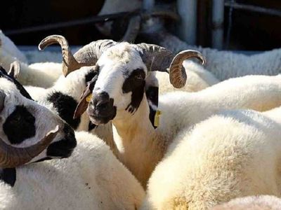 Büyükbaş canlı hayvan kilo fiyatı ne kadar oldu? 2022 canlı kurbanlık fiyatları ve kurbanlık kg fiyatları