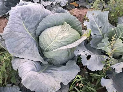 Söğütlü mahallesinde lahanada hasat dönemi başladı