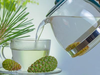 Çam Kozalağı Suyu Ne Kadar Tüketilmeli? 