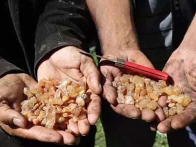 Çam sakızının kilosu bin lirayı geçti: Fiyatı adeta altınla kapışıyor!