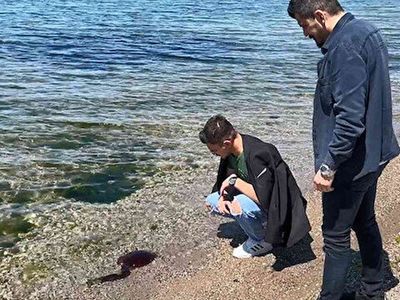 Çanakkale Boğazı’ndan sonra şimdide İzmir Körfezi’nde görüldü: Vatandaşlar pusula denizanasının zehirli olmasından endişeleniyor