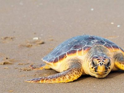 Caretta carettalara dikkat! İlk su kaplumbağası denizle buluştu