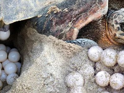 Caretta Carettalarla İlgili Endişelendiren Açıklama