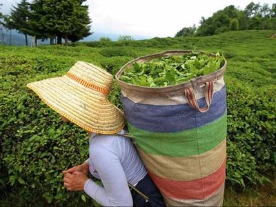 Çay üreticilerine müjde! 363,6 milyon lira destek ödemesi bugün yapılacak