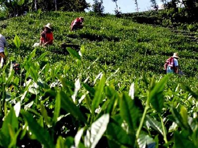 Çaya zam geldi mi? Çaykur, Filiz, Doğuş, Lipton, Ofçay zamlı çay fiyatları 17 Mayıs 2022 Salı