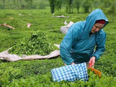 ÇAYKUR çay almaya başladı mı? Çay fiyatları kaç lira oldu? ÇAYKUR ikinci sürgünden almaya başladı mı?