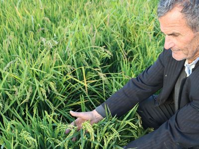Çeltik Üreticilerinin Yüzünü Güldüren Açıklama Cumhurbaşkanı Erdoğan'dan Geldi!