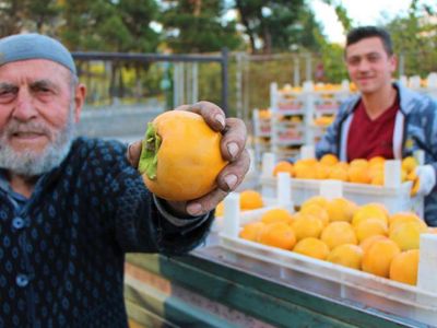 Cennet Hurması Üretimi Amasyalı Çiftçilerin Yüzünü Güldürdü, Kilosu 3 Lira Oldu