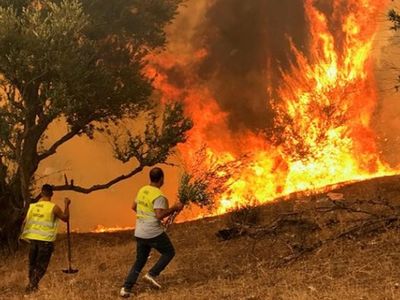 Cezayir orman yangınları ile boğuşuyor! Çok sayıda ölü var