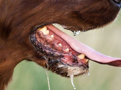 CHP’den Yasa İptali Başvurusu! AYM’den Son Dakika 'Köpek Yasası' Kararı!