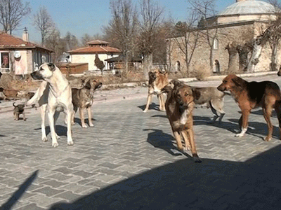 CHP'li Belediyeler Sokak Köpeklerinin Toplanmasına Karşı
