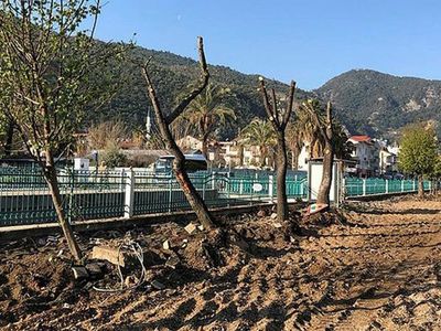 CHP'li belediyelerden ağaç terörü devam ediyor: Altın değerindeki sığla ağaçlarını yerinden söktüler