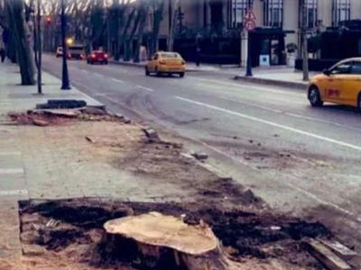 CHP'li İBB'den alışılmış görüntüler: Çırağan'daki ağaç terörünün görüntüleri ortaya çıktı!