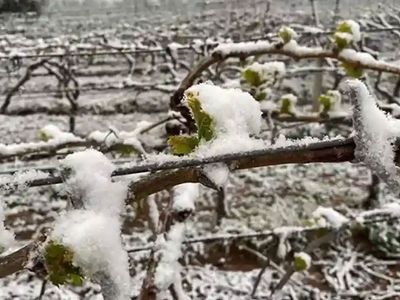 Çiftçiler dikkat: Meteoroloji’den zirai don uyarısı geldi!