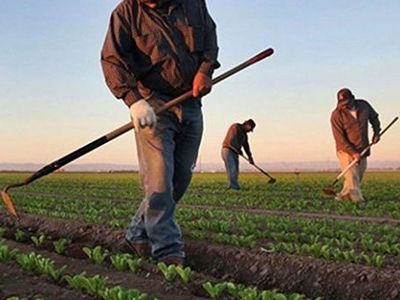 Çiftçilere Müjde: Kamu Bankasından Kredi Borcu Takibe Düşenlere Ödeme Kolaylığı!