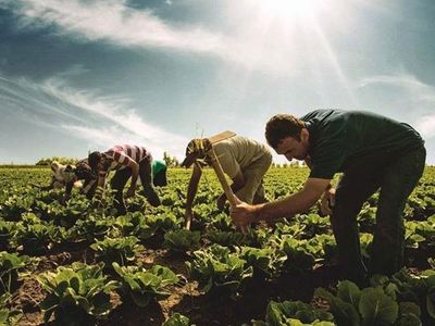 Çiftçilerin Yüzü Güldü! Tarımla Uğraşan İşçiler İçin Dönemsel Prim Ödeme İmkanı Geldi