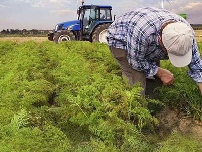 Çiftçiye Müjde! Ekim Ayında Rekor Destek Ödemesi Geliyor