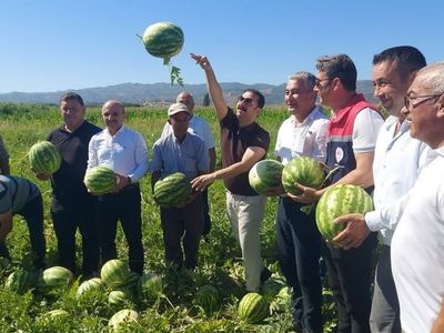 Cincin karpuzunda ilk hasat heyecanı