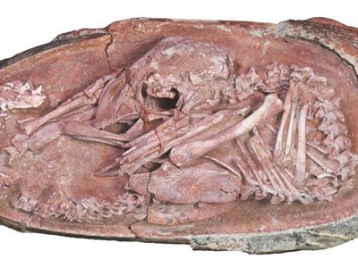 Çin'de Milyonlarca Yıl Öncesine Ait Dinozor Embriyosu Bulundu