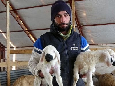 Çobanlık Değere Bindi: Patronlar Sürülerin Başına Geçip Çoban Oldu!